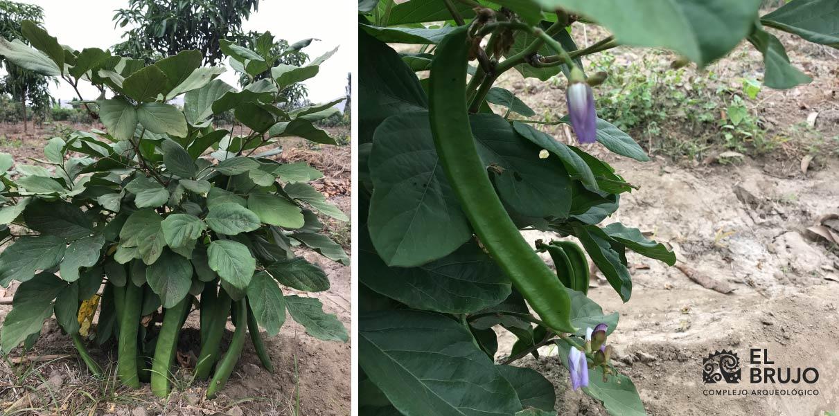 La planta del Pallar del Gentil y abundantes vainas 